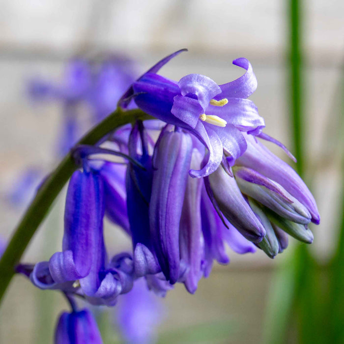 British Native Bluebells Bulbs in the Green