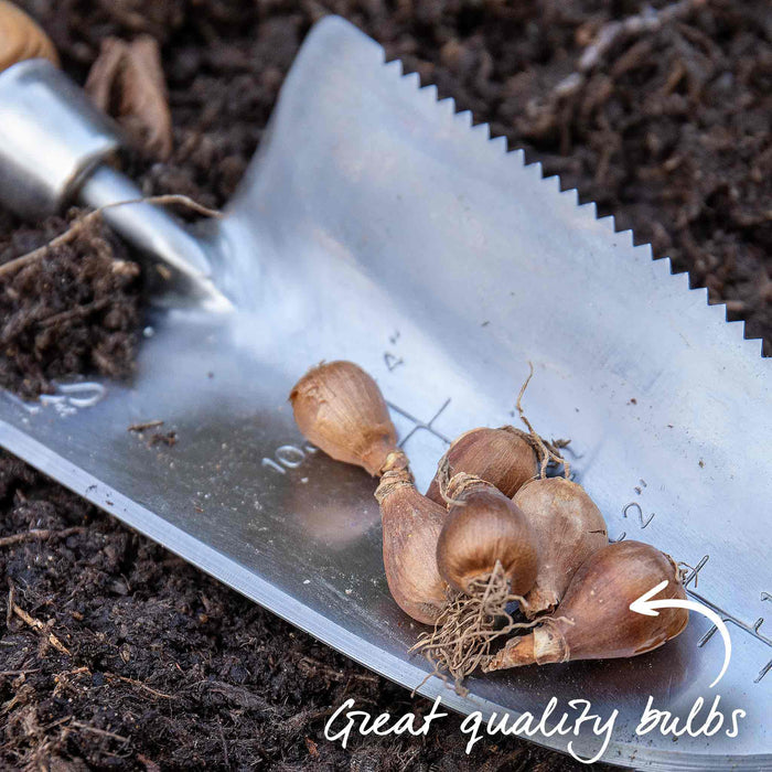 Metal trowel with garlic bulbs on a soil background, labeled 'Great quality bulbs'.