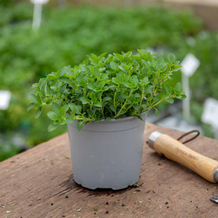 Marjoram 'Origanum Majorana'