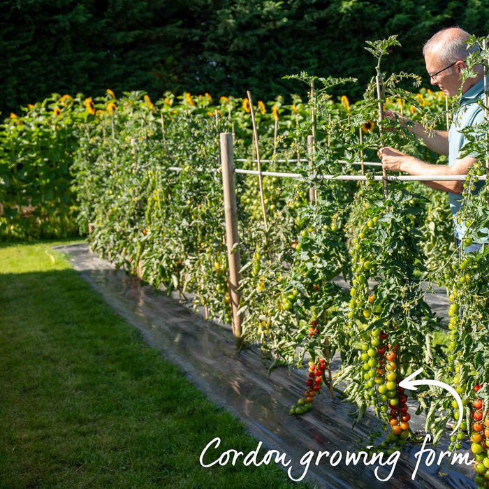 Tomato Seeds 'Supersteak'