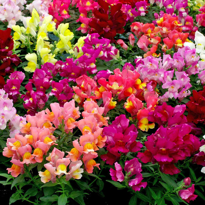 Antirrhinum Seeds 'Snappy Mix'