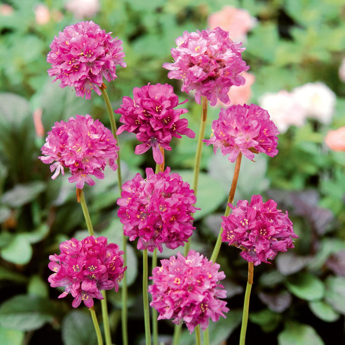 Armeria 'Nifty Thrifty'