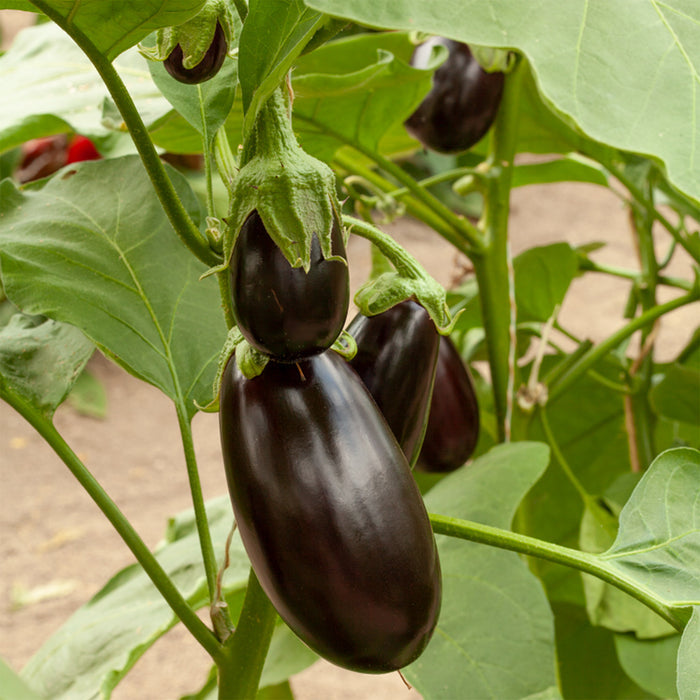 Aubergine Seeds 'Genie'
