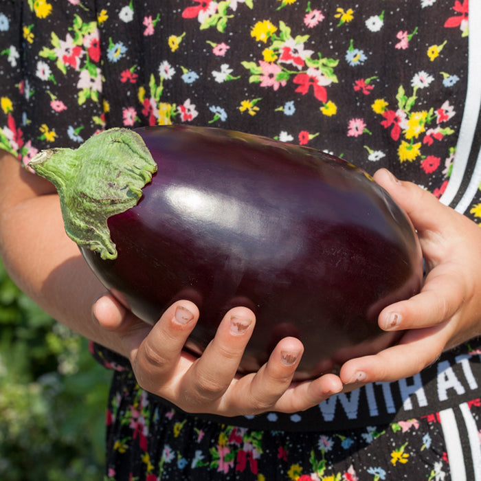 Aubergine Seeds 'Genie'
