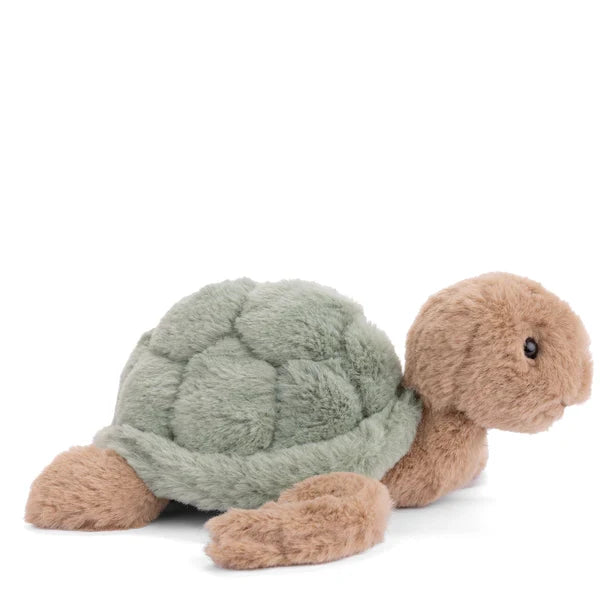 Baby Sandy Green Turtle