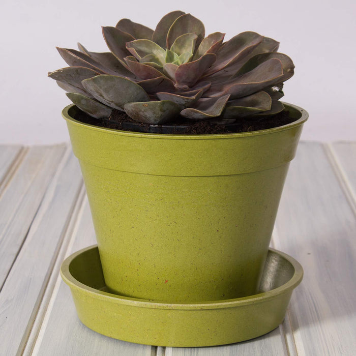Bamboo Saucers in Sage Green