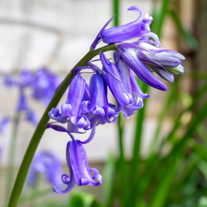 British Native Bluebells Bulbs in the Green