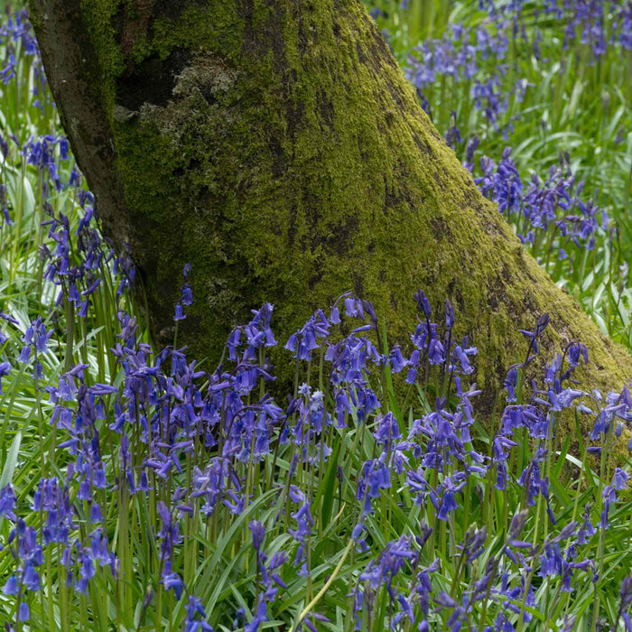 Masses of British Bluebells naturalised under a moss-covered tree trunk.