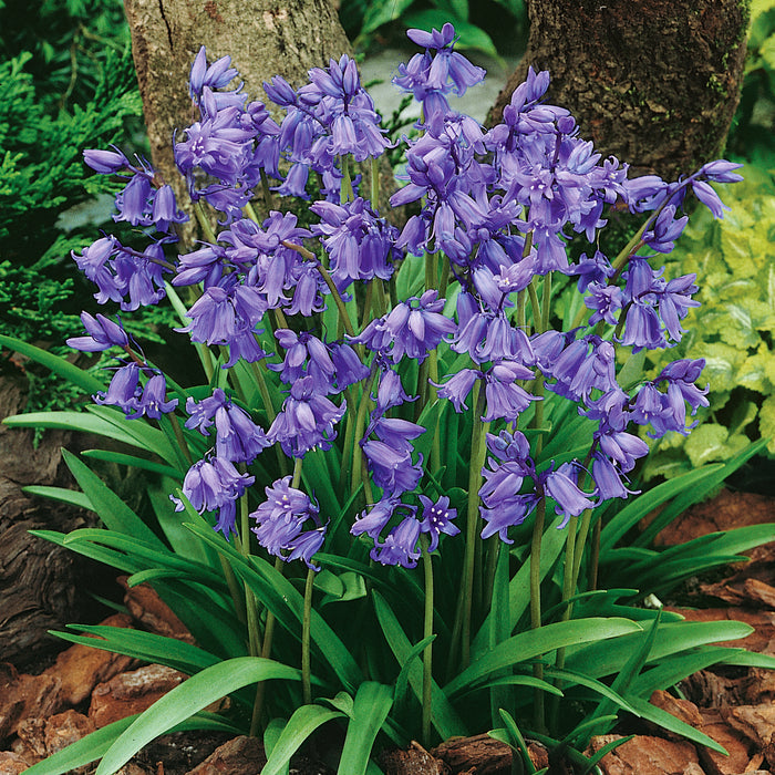 Hyacinthoides non-scripta - English Bluebells growing under trees in garden.