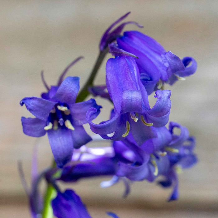 British Native Bluebells Bulbs in the Green