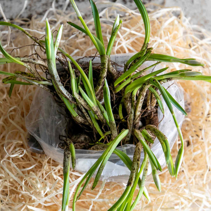 Pack of bulbs in the green on a bed of straw ready for planting.