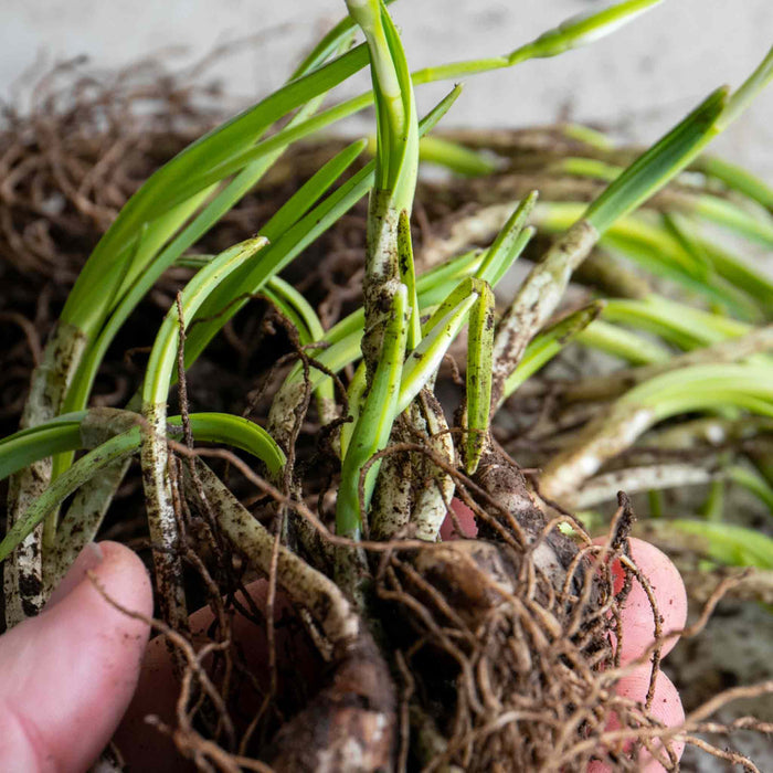 Close-up of a hand holding bulbs in the green plants with visible roots and healthy green foliage against a neutral background.