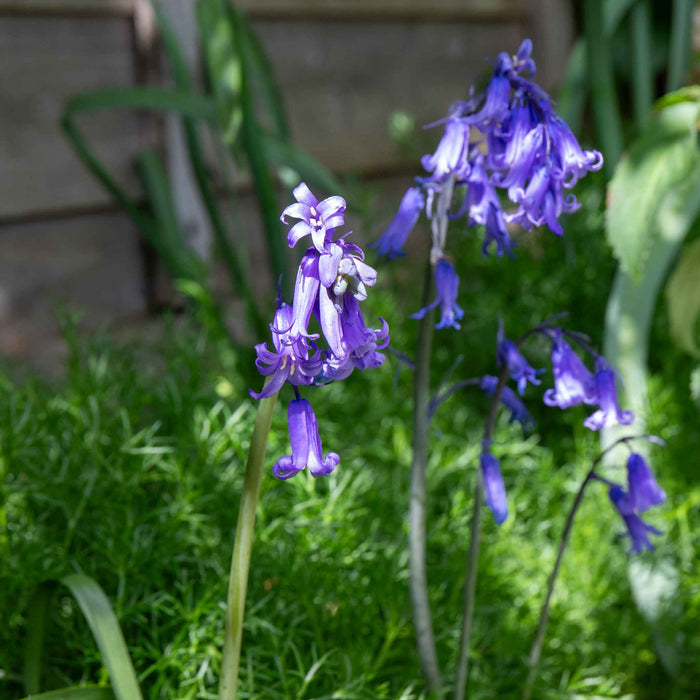 British Native Bluebells Bulbs in the Green