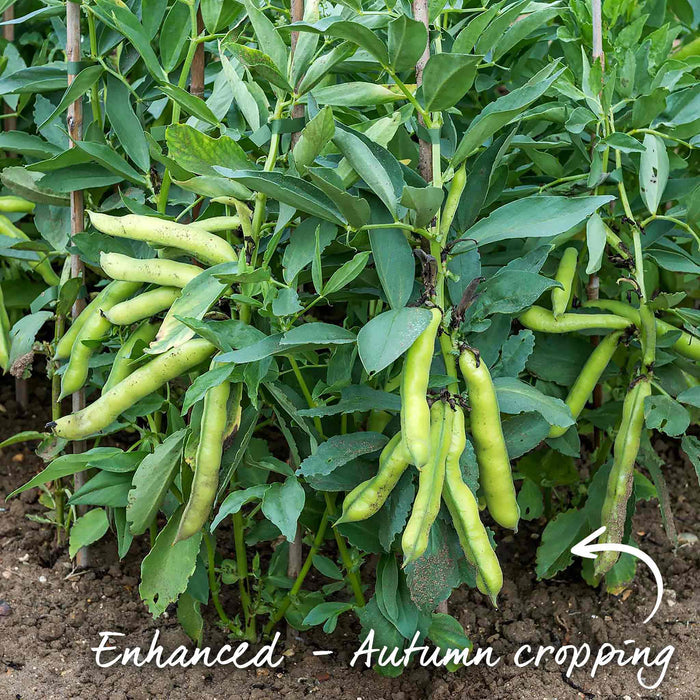 Broad Bean Seeds 'Luz de Otono'