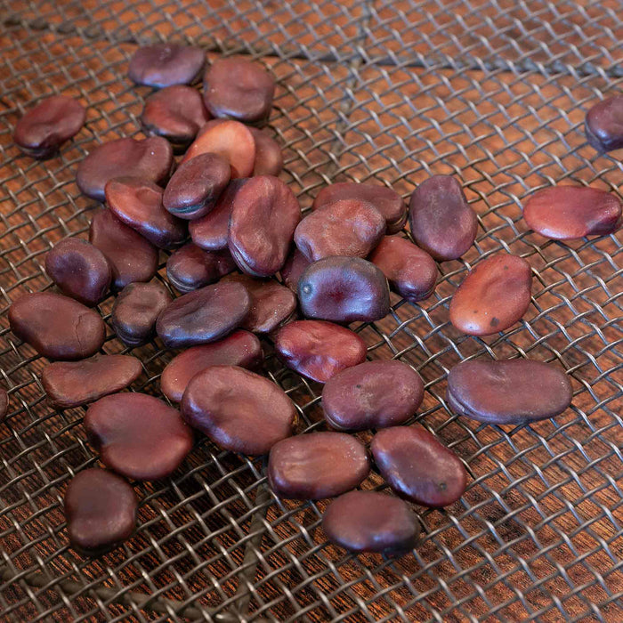 Broad Bean Seeds 'Luz de Otono'