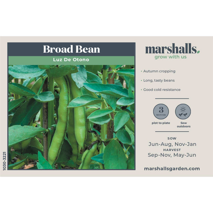 Broad Bean Seeds 'Luz de Otono'