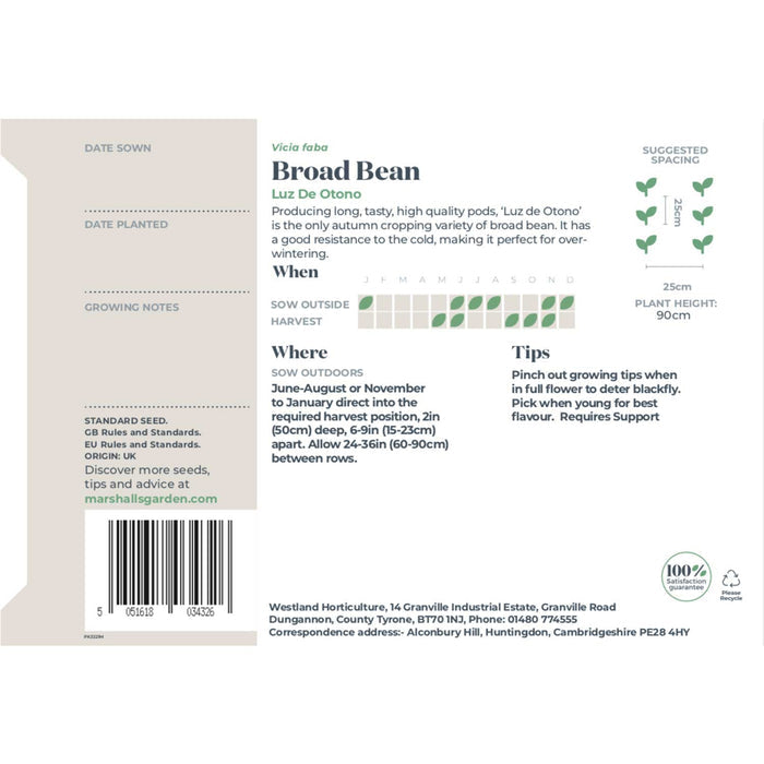 Broad Bean Seeds 'Luz de Otono'