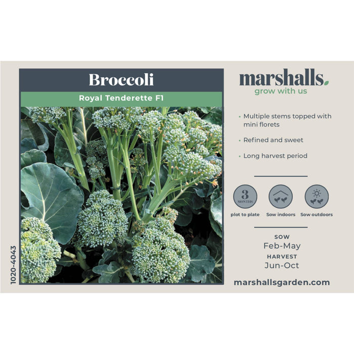 Broccoli Seeds 'Royal Tenderette' F1