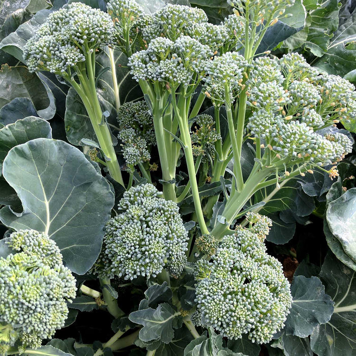 Broccoli Seeds 'Royal Tenderette' F1