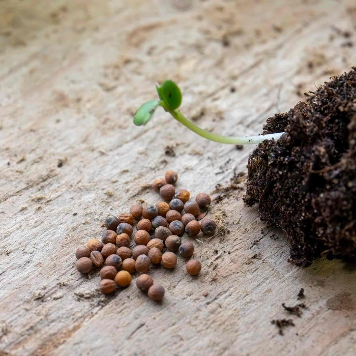 Cauliflower Seeds 'Andromeda'