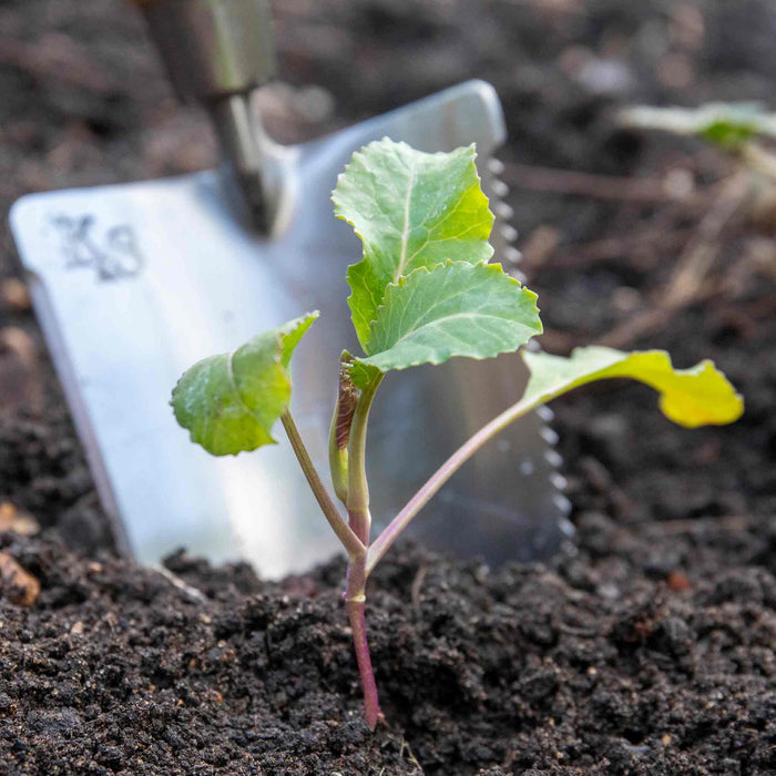 Cauliflower Seeds 'Andromeda'