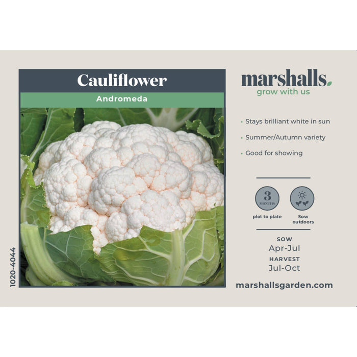Cauliflower Seeds 'Andromeda'