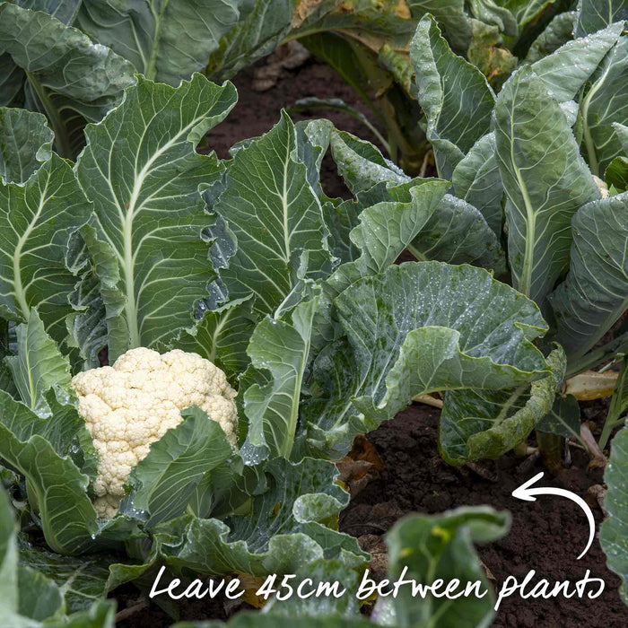 Cauliflower Seeds 'Andromeda'
