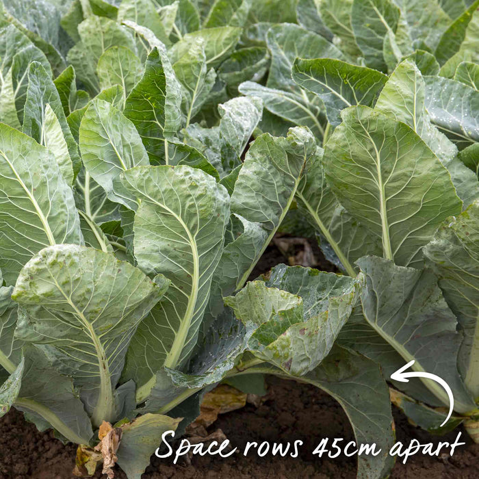 Cauliflower Seeds 'Andromeda'