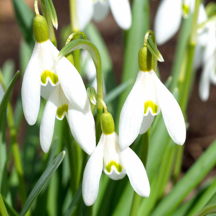 Close-up of white snowdrop flowers with green stems and leaves.