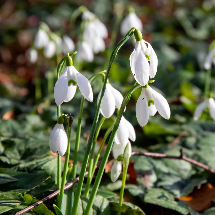 White snowdrop flowers in a garden setting with green leaves.