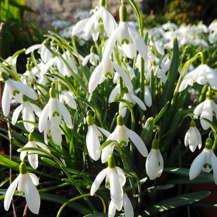 Clusters of white snowdrops growing in winter sun with healthy green shoots.