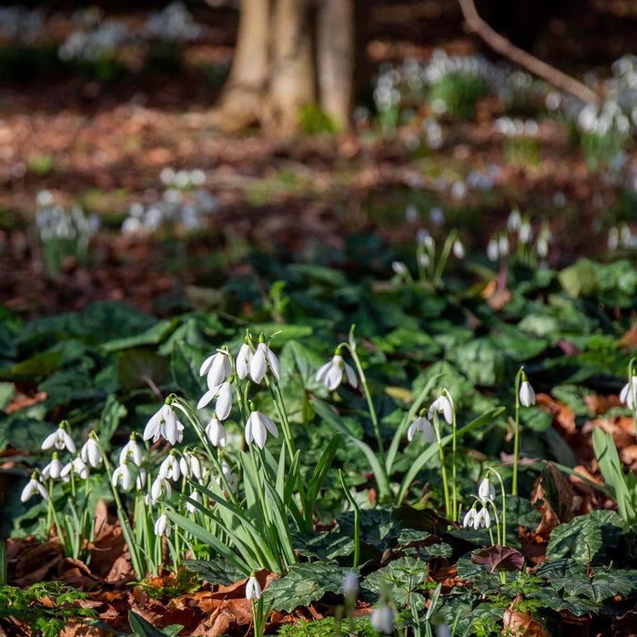 Snowdrops growing in February, sitting above brown winter leaves.