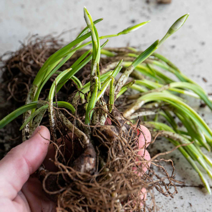 Hand holding freshly lifted bulbs in the green with visible roots against a neutral background, ready for planting.