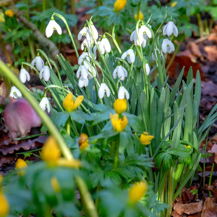 White Snowdrop flowers with green leaves planted among Winter Aconites in a natural setting.