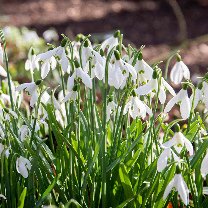 White flowers with green leaves in a natural setting