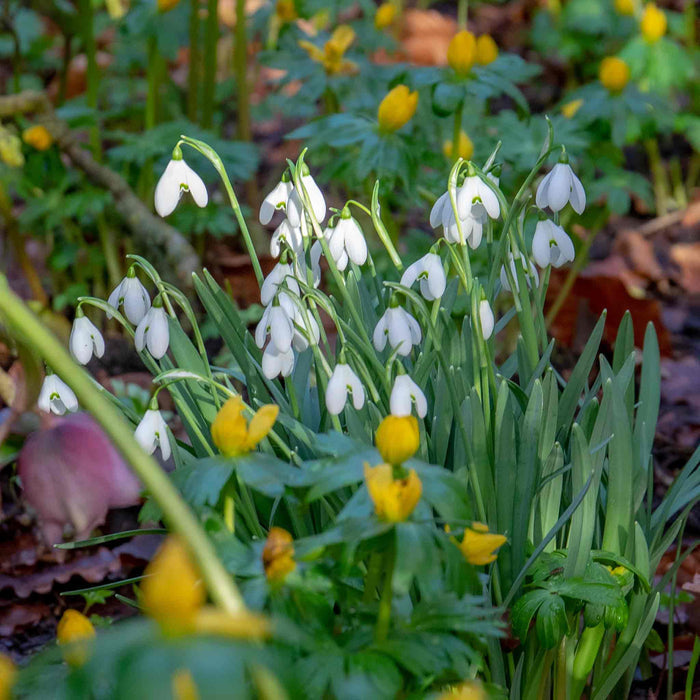 White flowers with green leaves and yellow buds in a natural setting