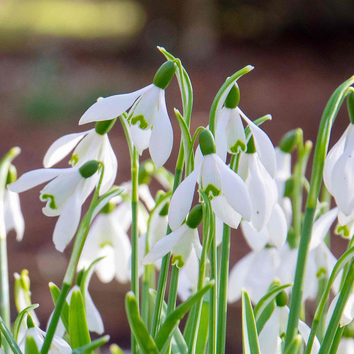 White flowers with green buds on a blurred natural background