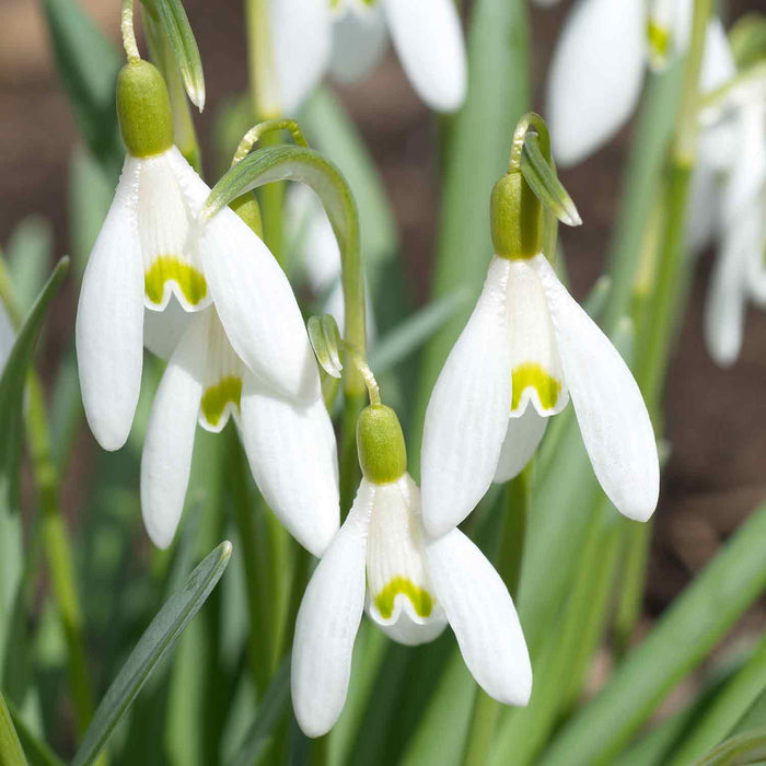 Common Snowdrop Bulbs