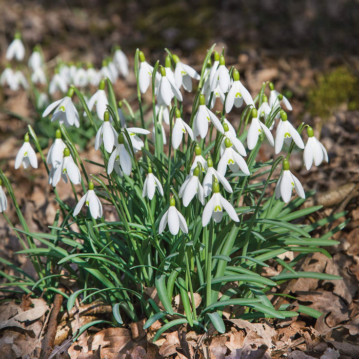 Common Snowdrop Bulbs