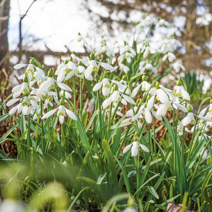 Common Snowdrop Bulbs