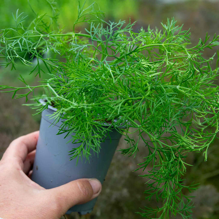Dill Plant