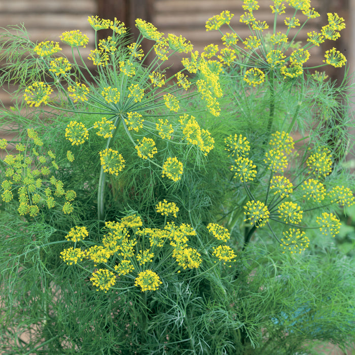 Dill Plant
