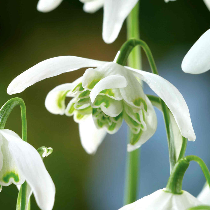 Close-up of white flowers with green centers against a blurred natural background