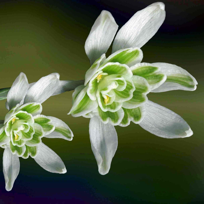 Close-up of white and green flowers with a dark background