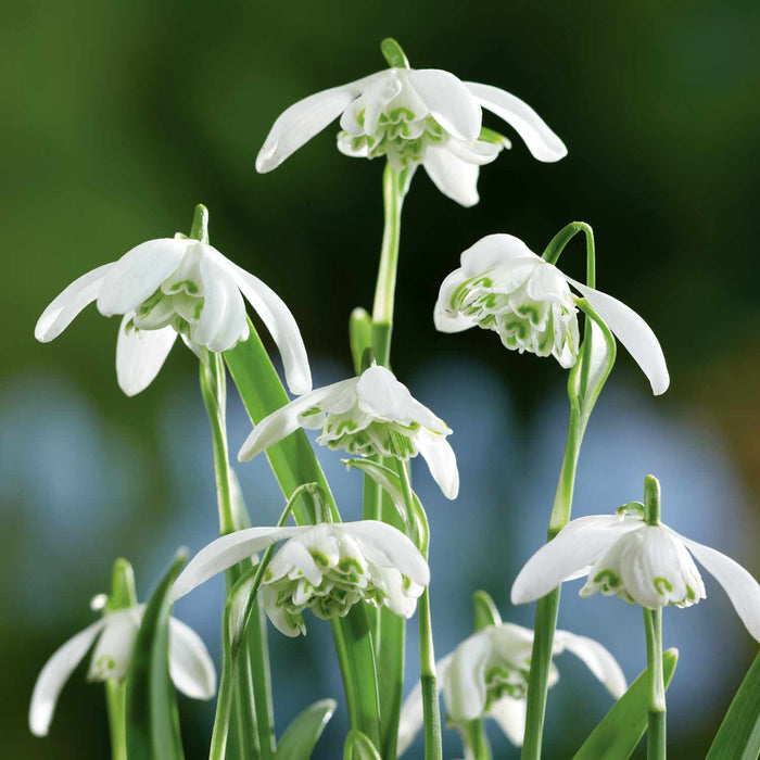 Double Snowdrop Bulbs 'Flore Pleno'