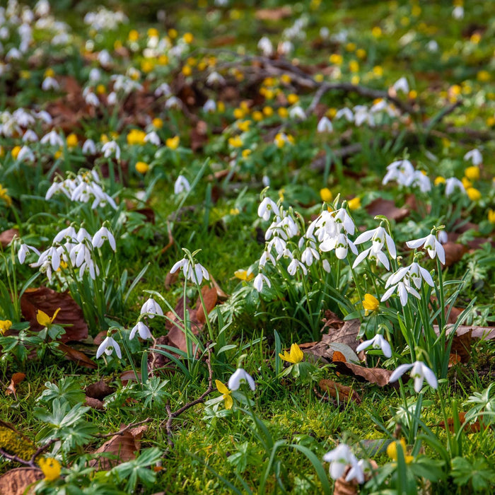 Double Snowdrop Bulbs 'Flore Pleno'