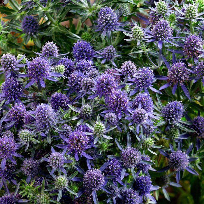Eryngium 'Blue Hobbit'