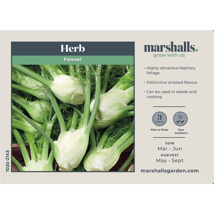 Fennel Seeds ‘Orion’