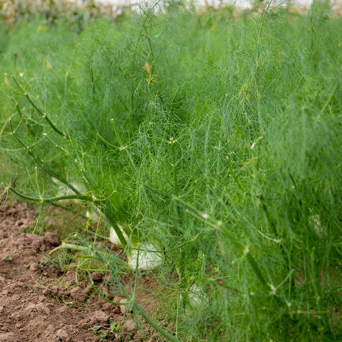 Fennel Seeds ‘Orion’