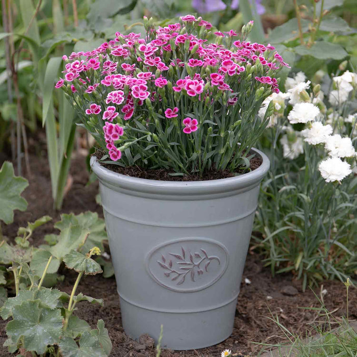 Grey Olive Planters 23cm